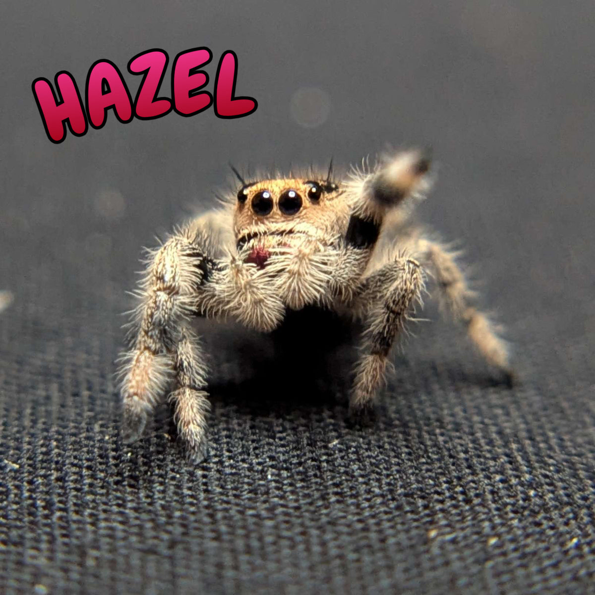 Regal Jumping Spider "Hazel"