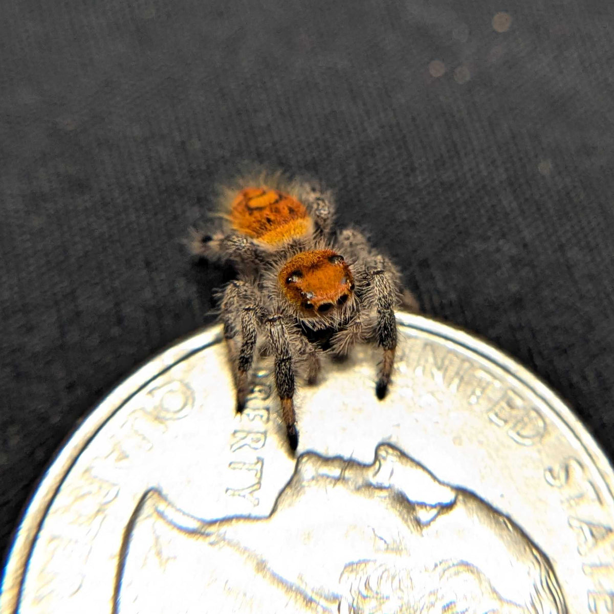 Regal Jumping Spider “Mulberry Pie”