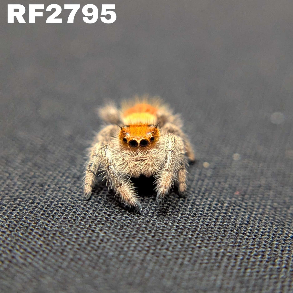 Regal Jumping Spider “Mulberry Pie”