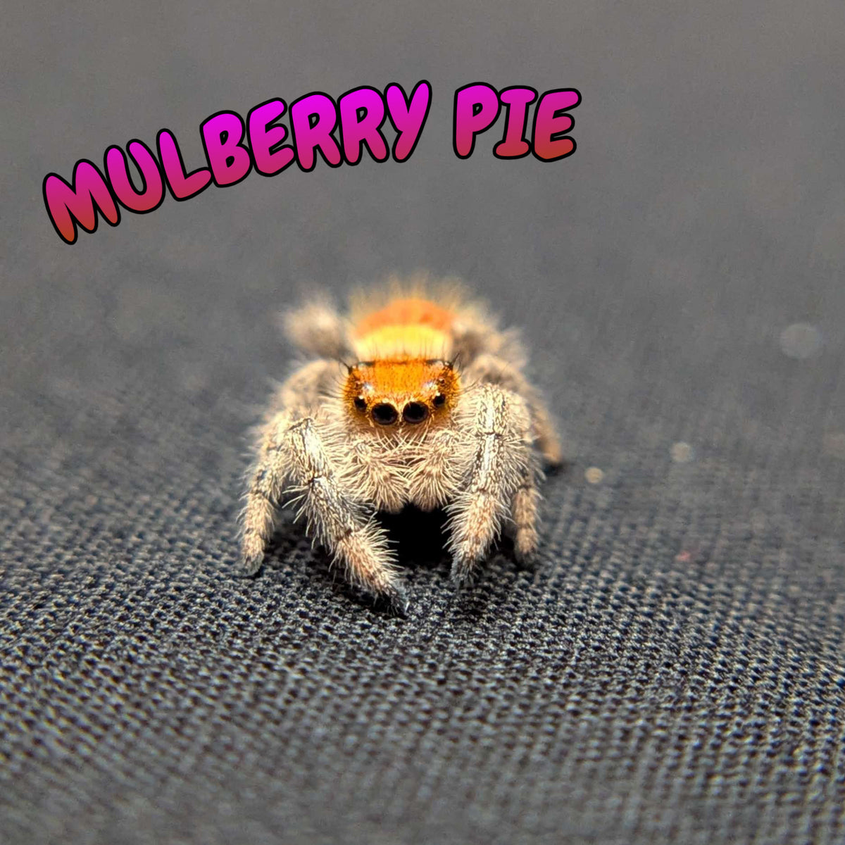 Regal Jumping Spider “Mulberry Pie”