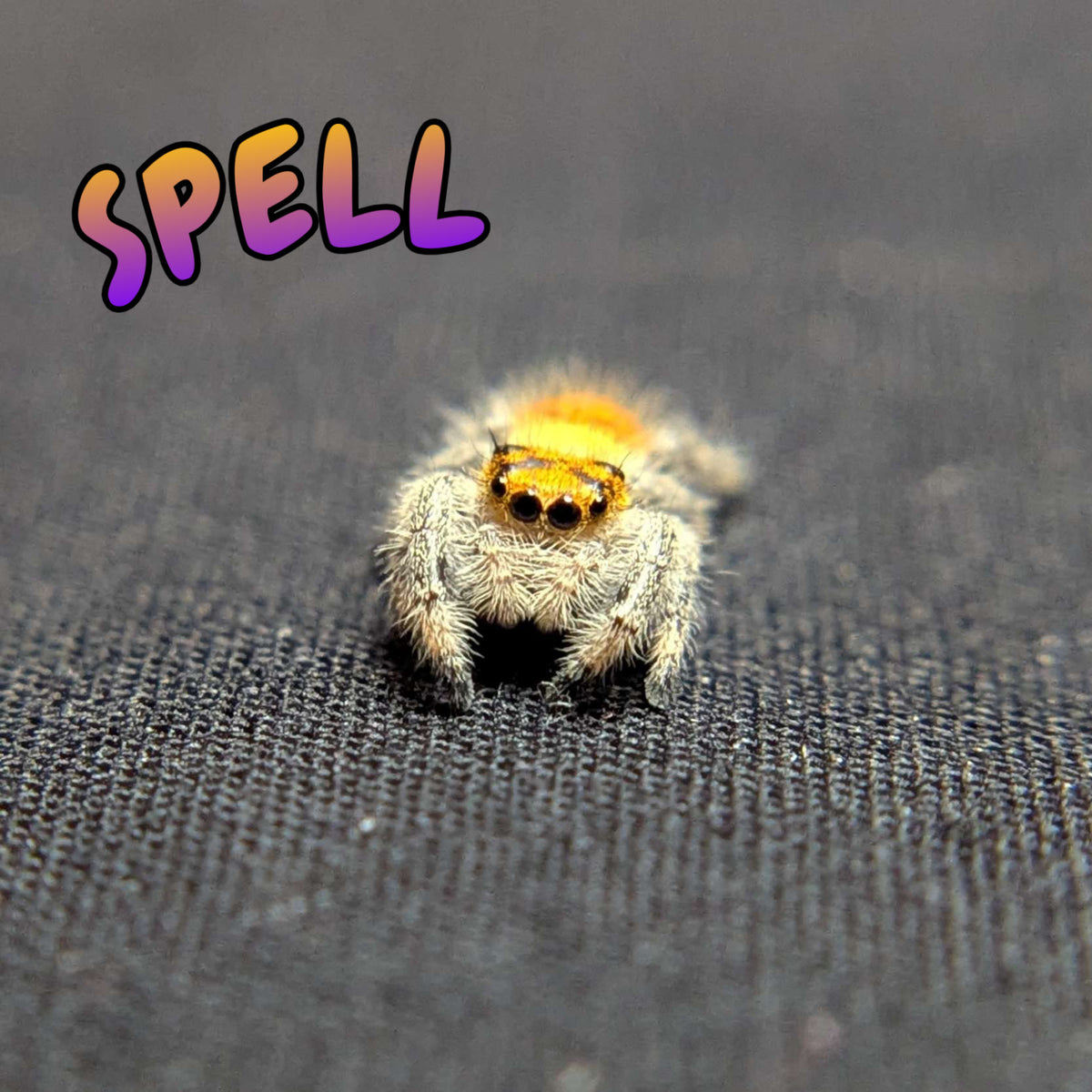 Regal Jumping Spider "Spell"