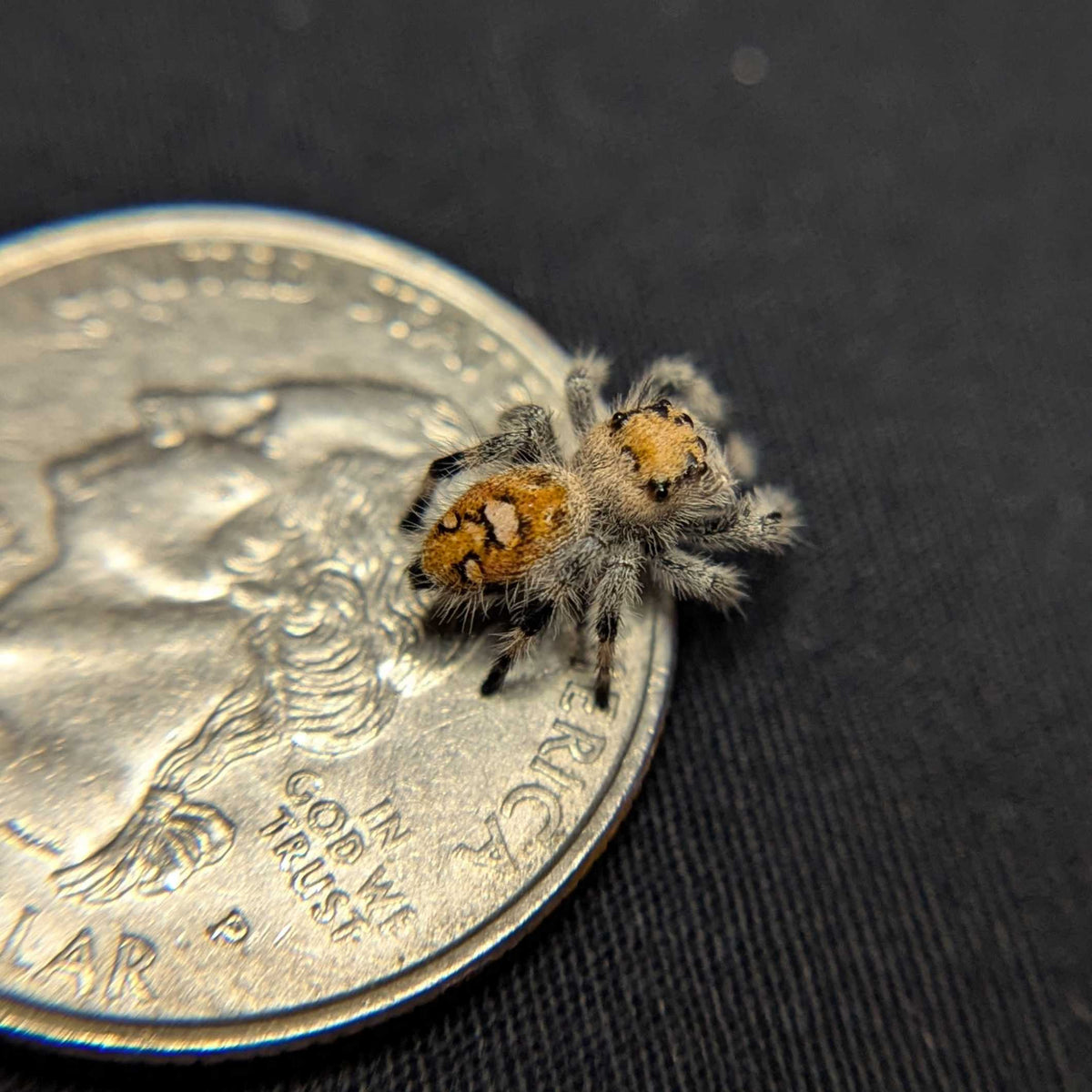 Regal Jumping Spider "Yogurt"