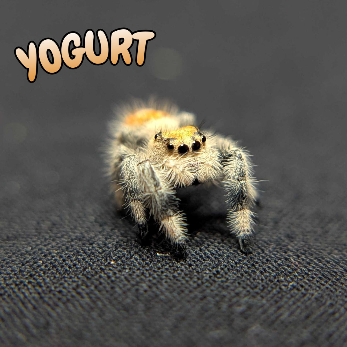 Regal Jumping Spider "Yogurt"