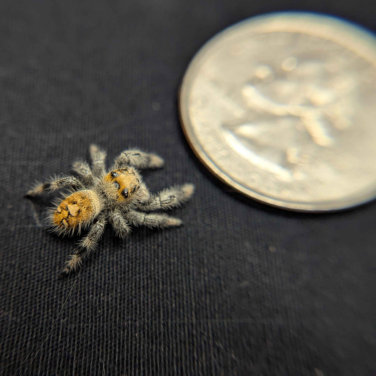 Regal Jumping Spider “Cerelia”