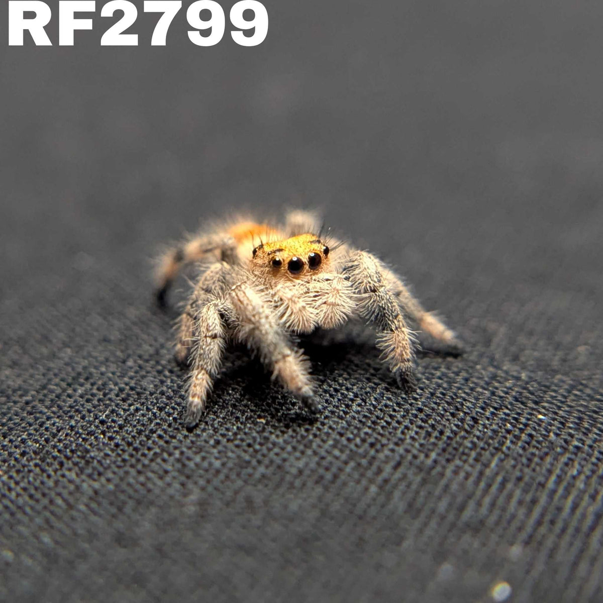Regal Jumping Spider “Azalea”