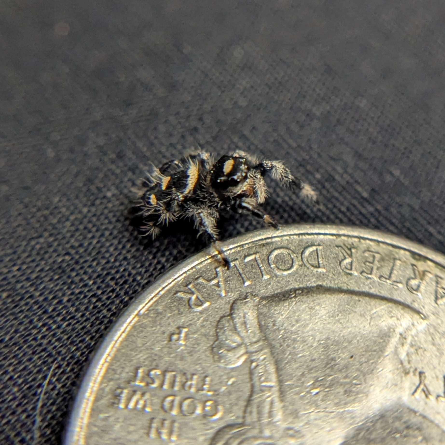 Regal Jumping Spider “Willow”