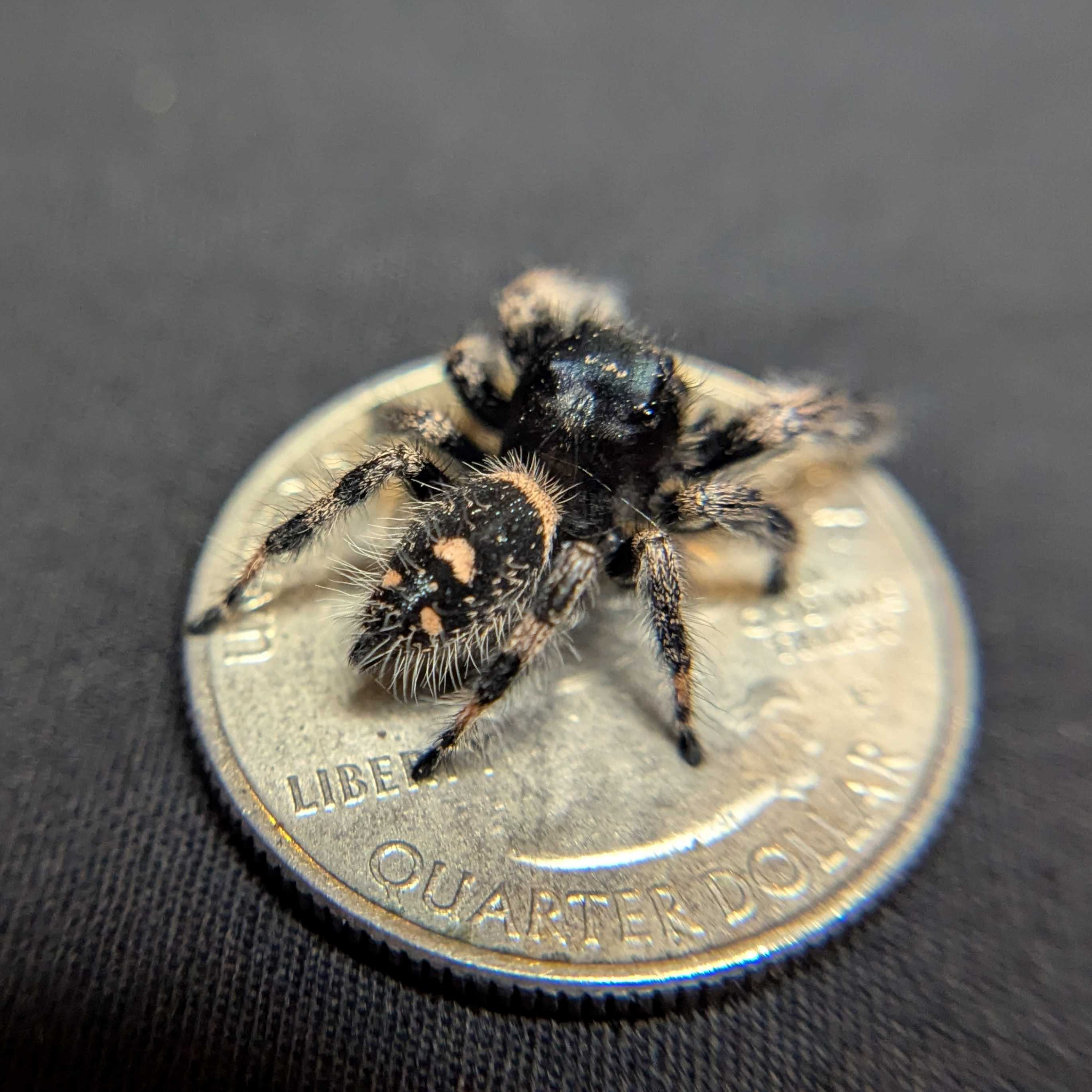 Regal Jumping Spider "Labubu"