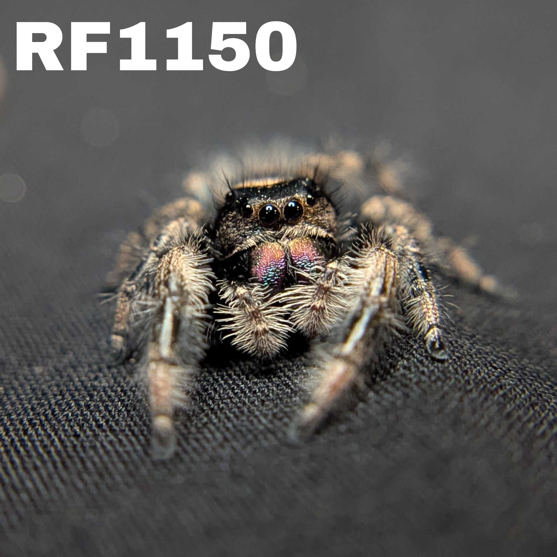 Regal Jumping Spider "Labubu"