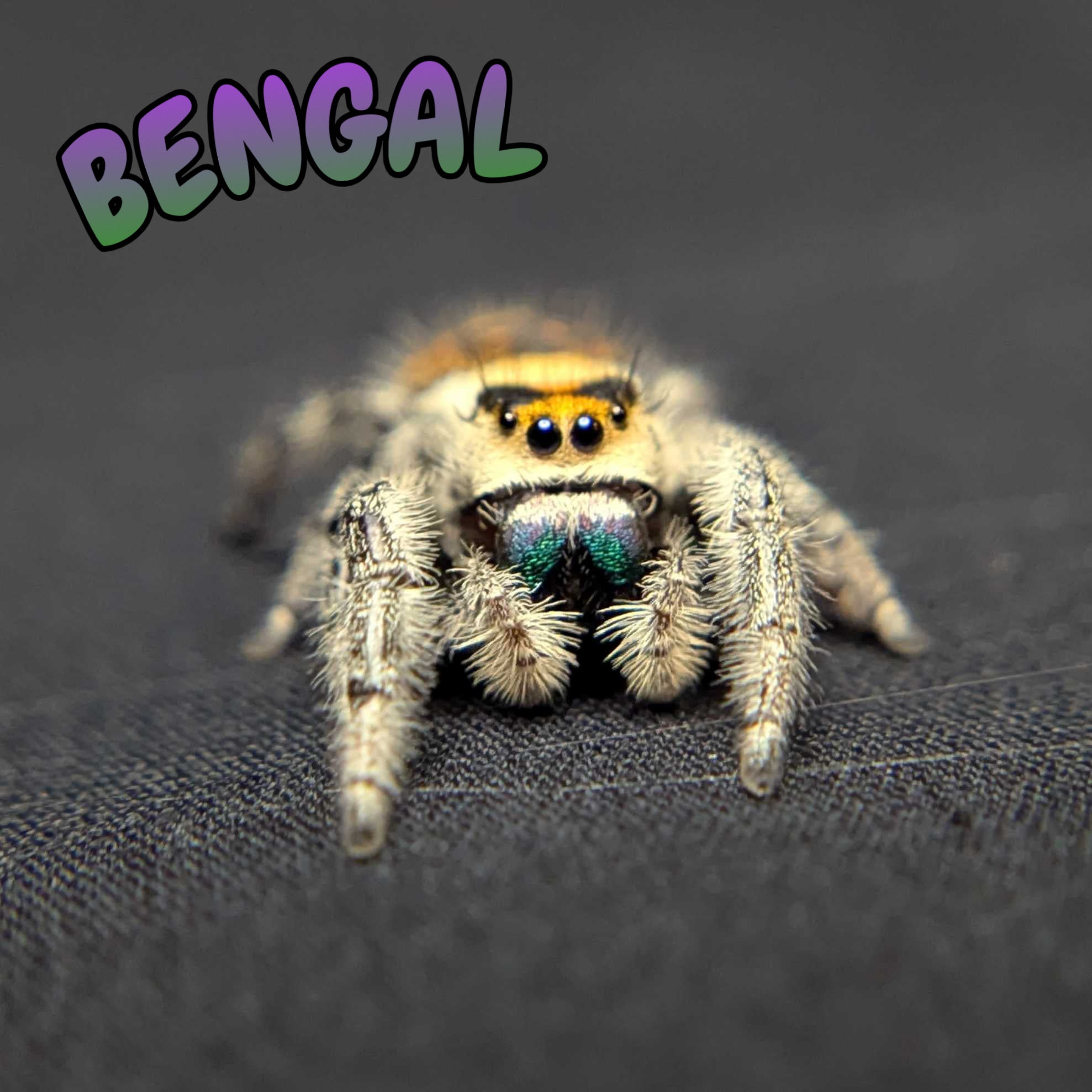 Regal Jumping Spider "Bengal"