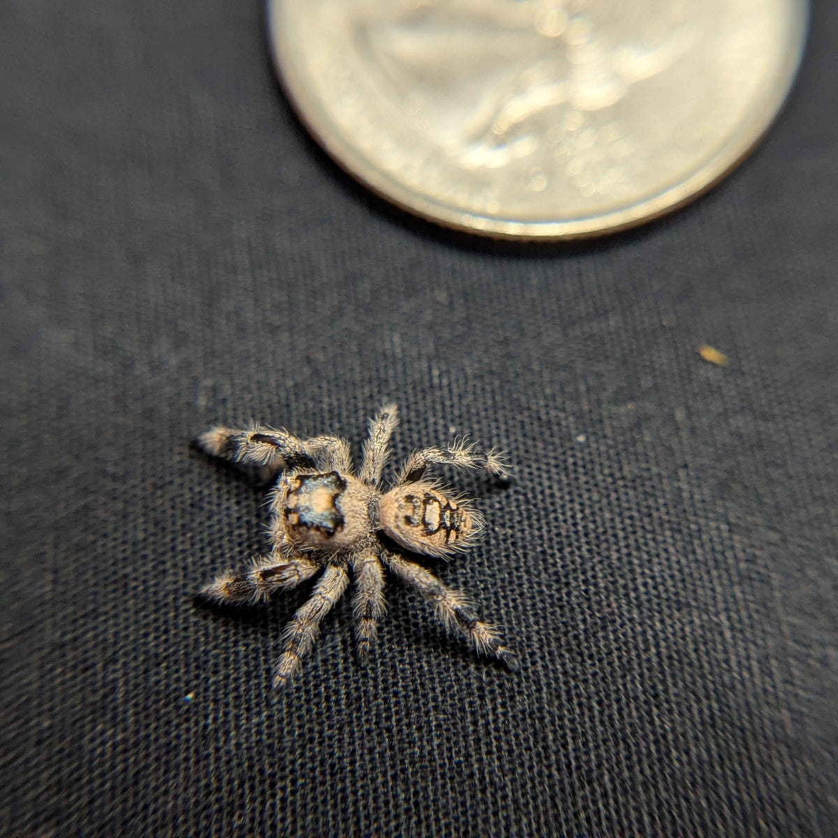 Regal Jumping Spider "Vampire"