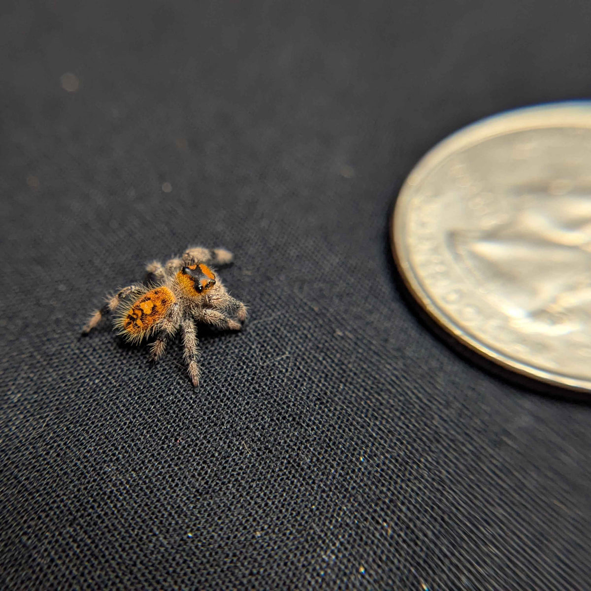 Regal Jumping Spider "Amethyst"