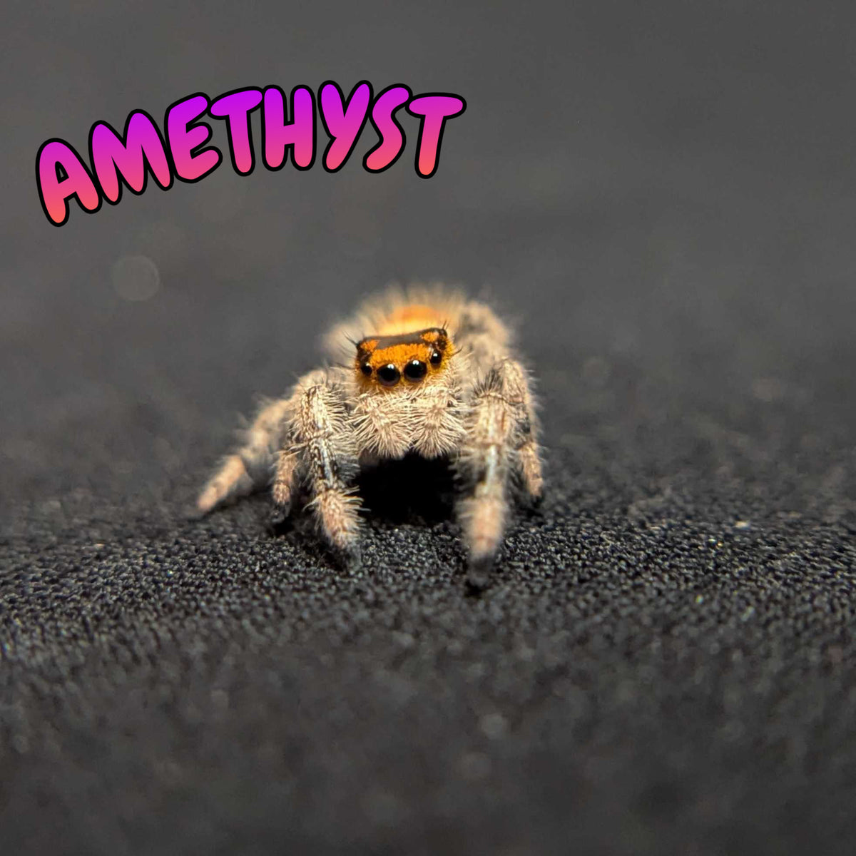 Regal Jumping Spider "Amethyst"
