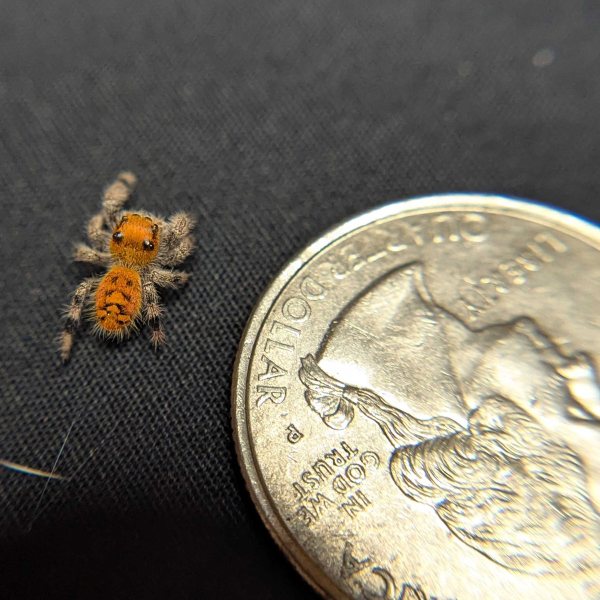 Regal Jumping Spider "Kelp"