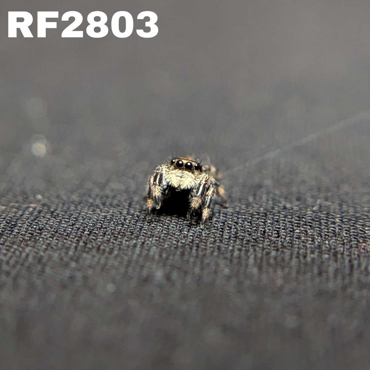 Regal Jumping Spider "Smokey"