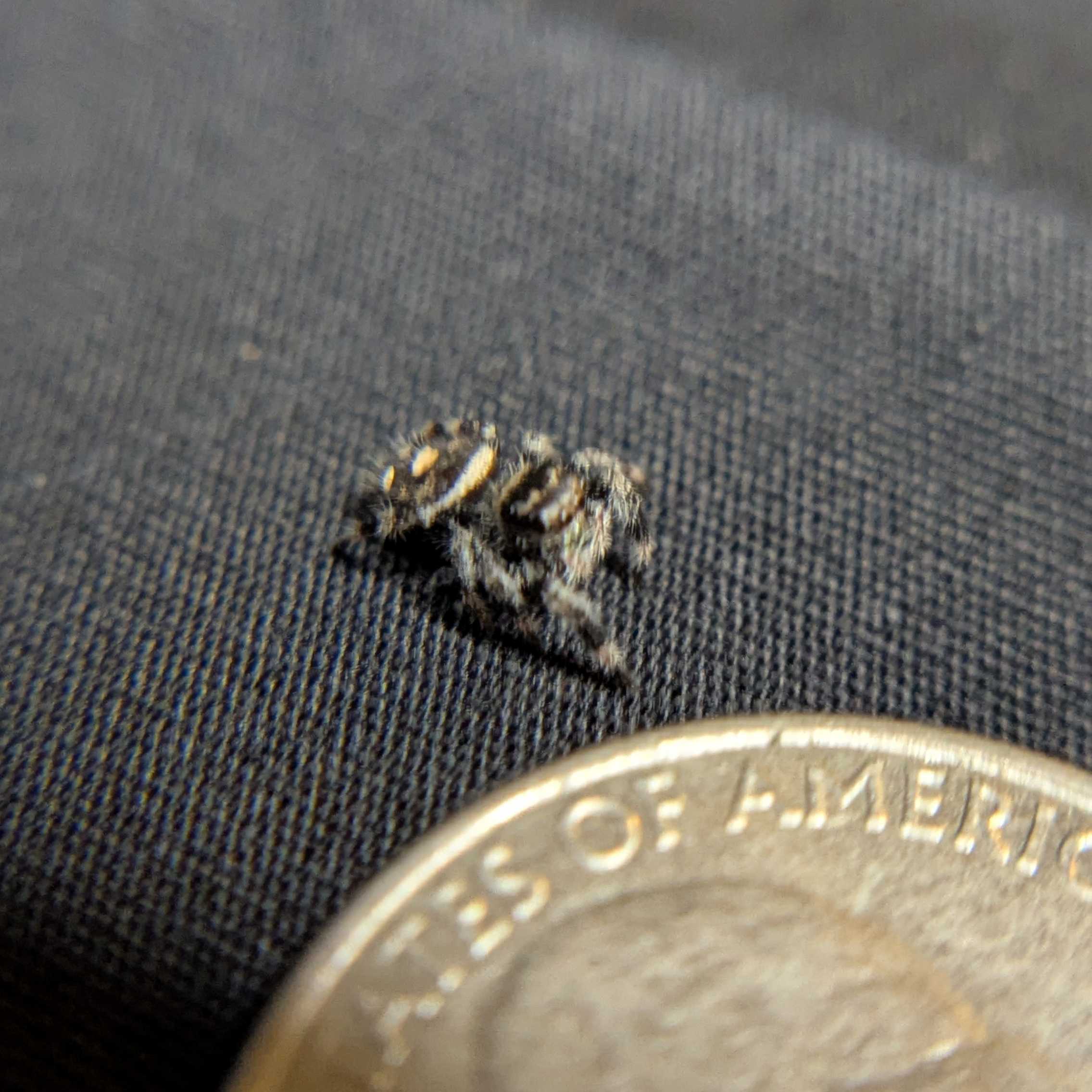 Regal Jumping Spider "Clover"