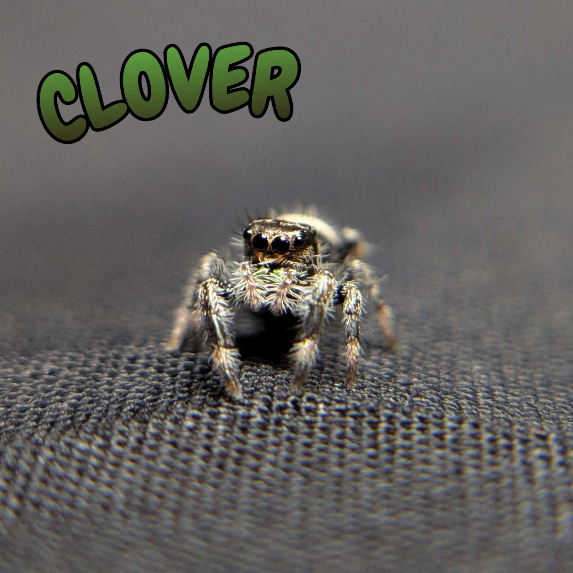 Regal Jumping Spider "Clover"