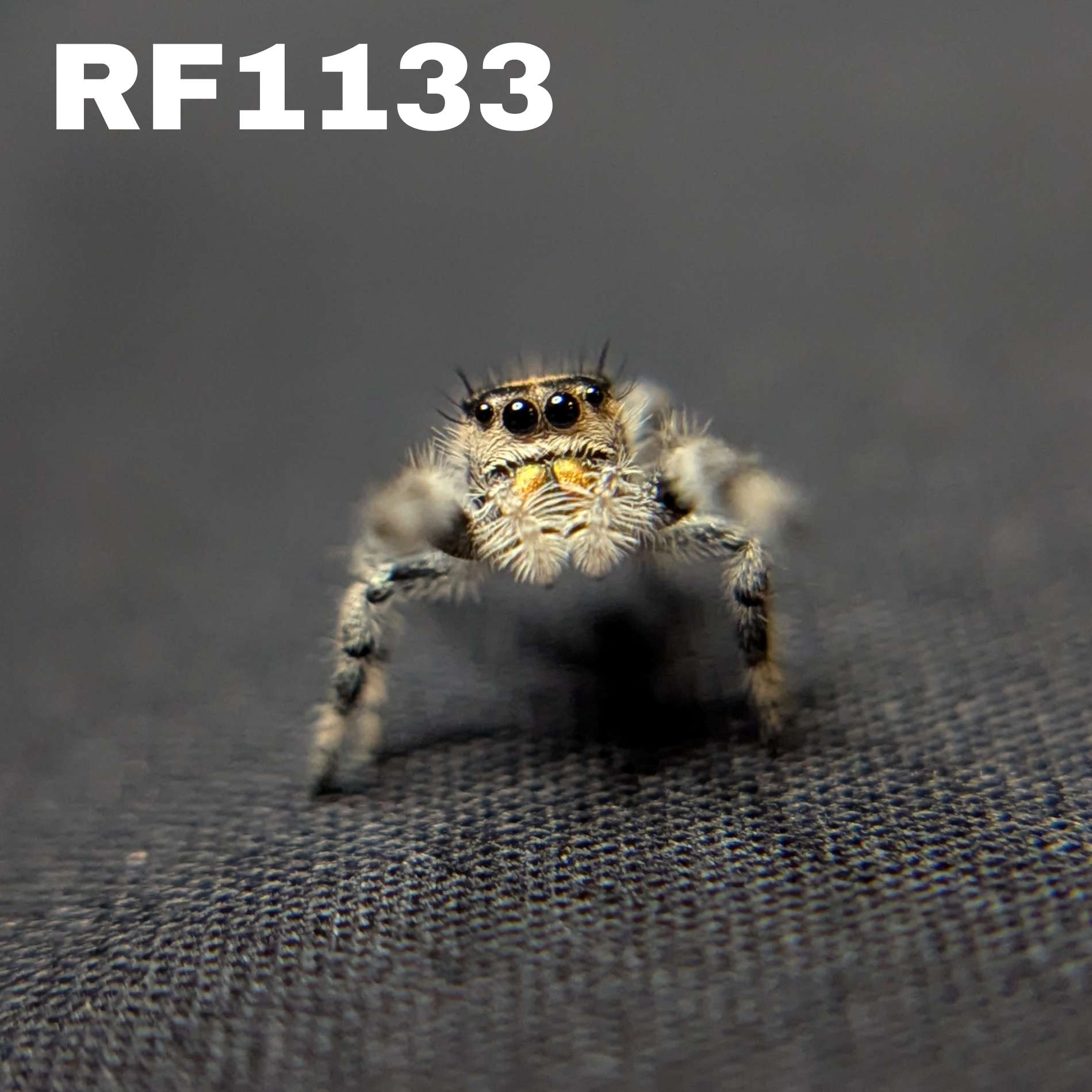 Regal Jumping Spider "Goldilocks"