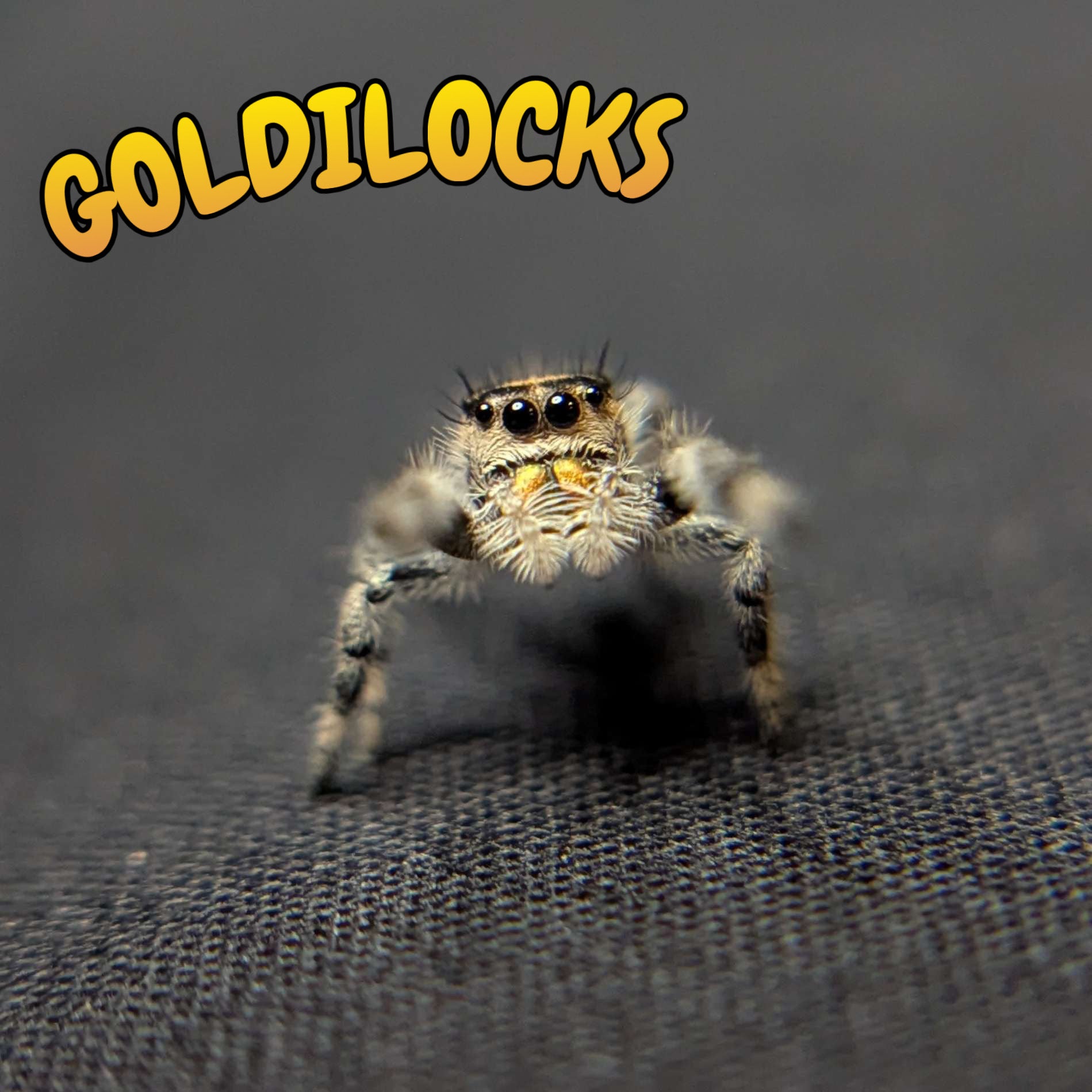 Regal Jumping Spider "Goldilocks"