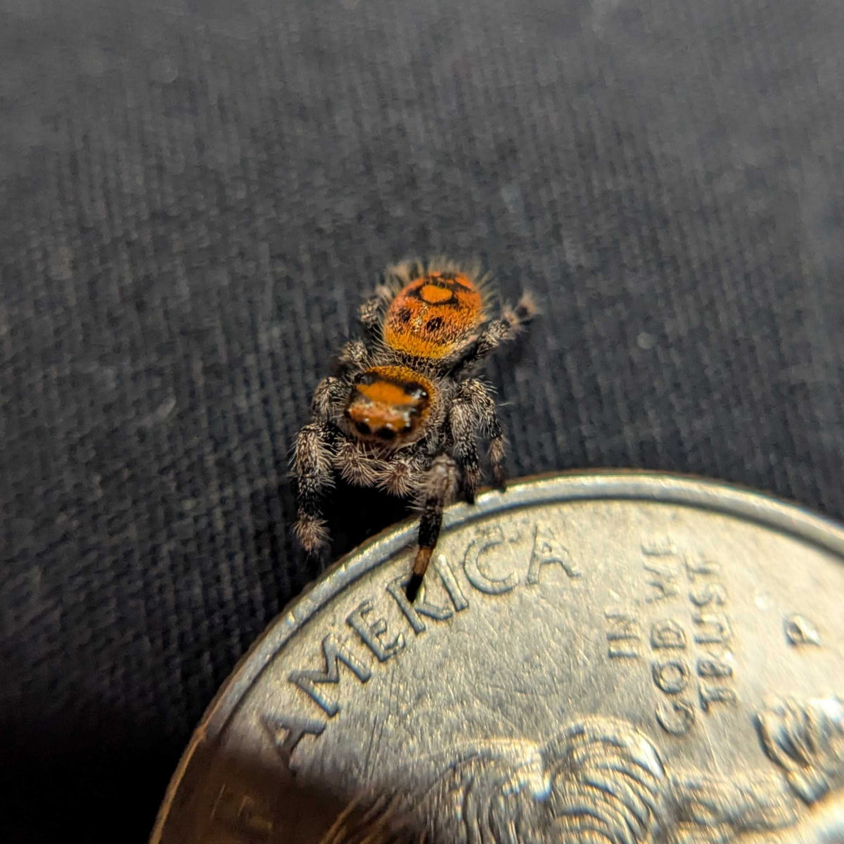 Regal Jumping Spider "Mystara"