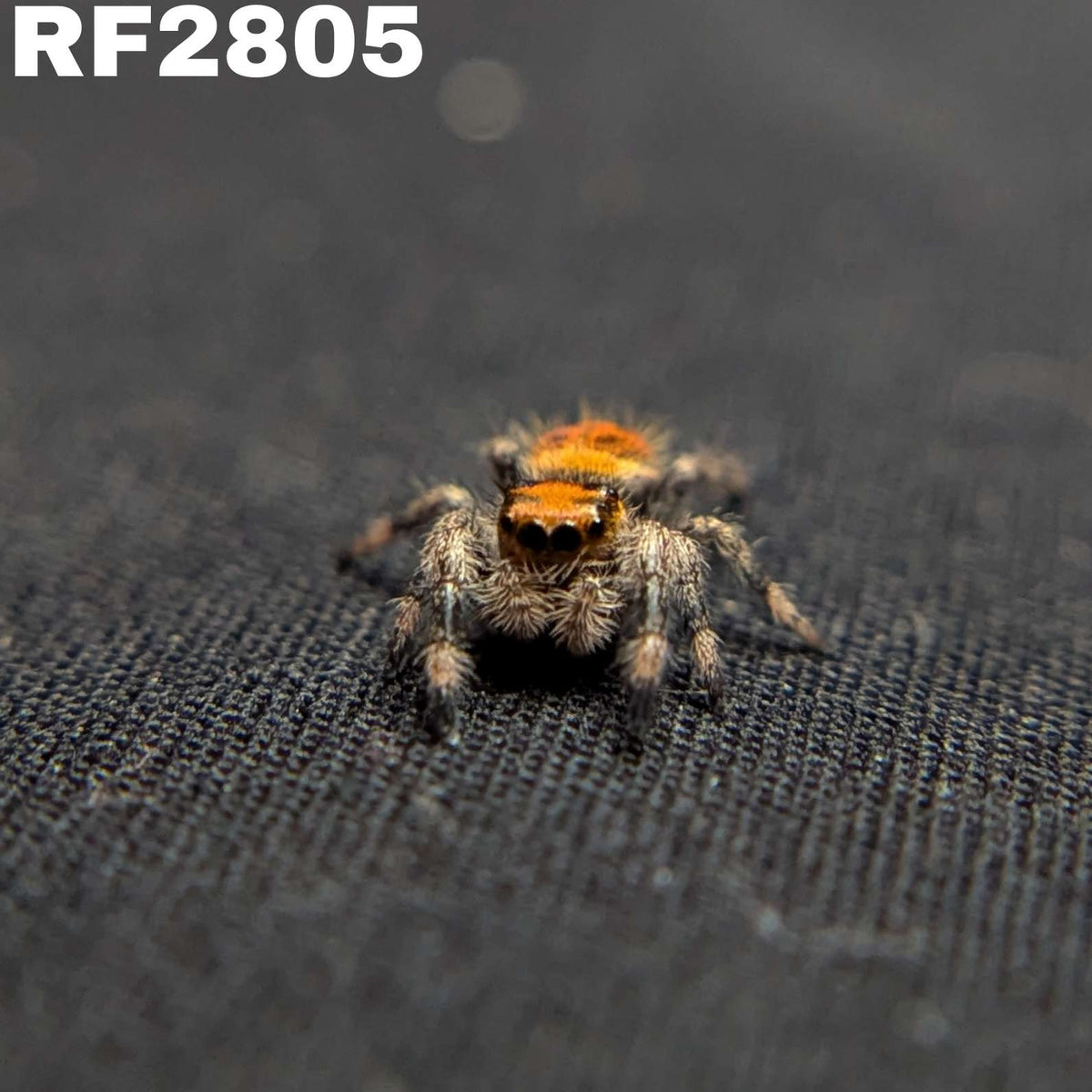 Regal Jumping Spider "Mystara"