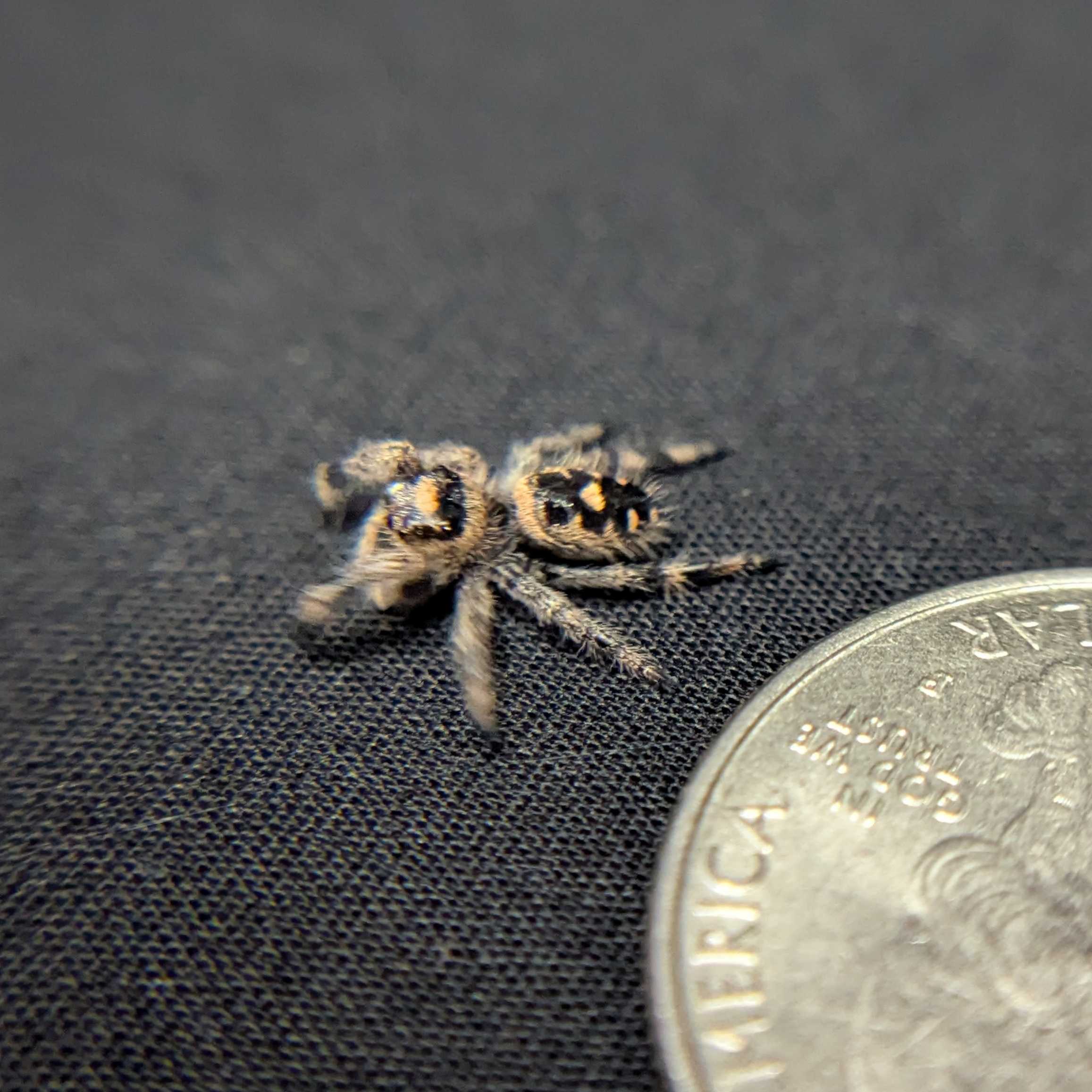 Regal Jumping Spider "Lily"