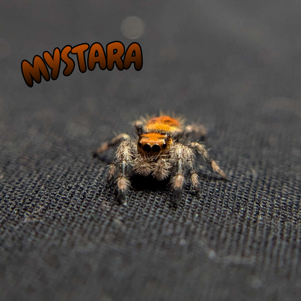 Regal Jumping Spider "Mystara"