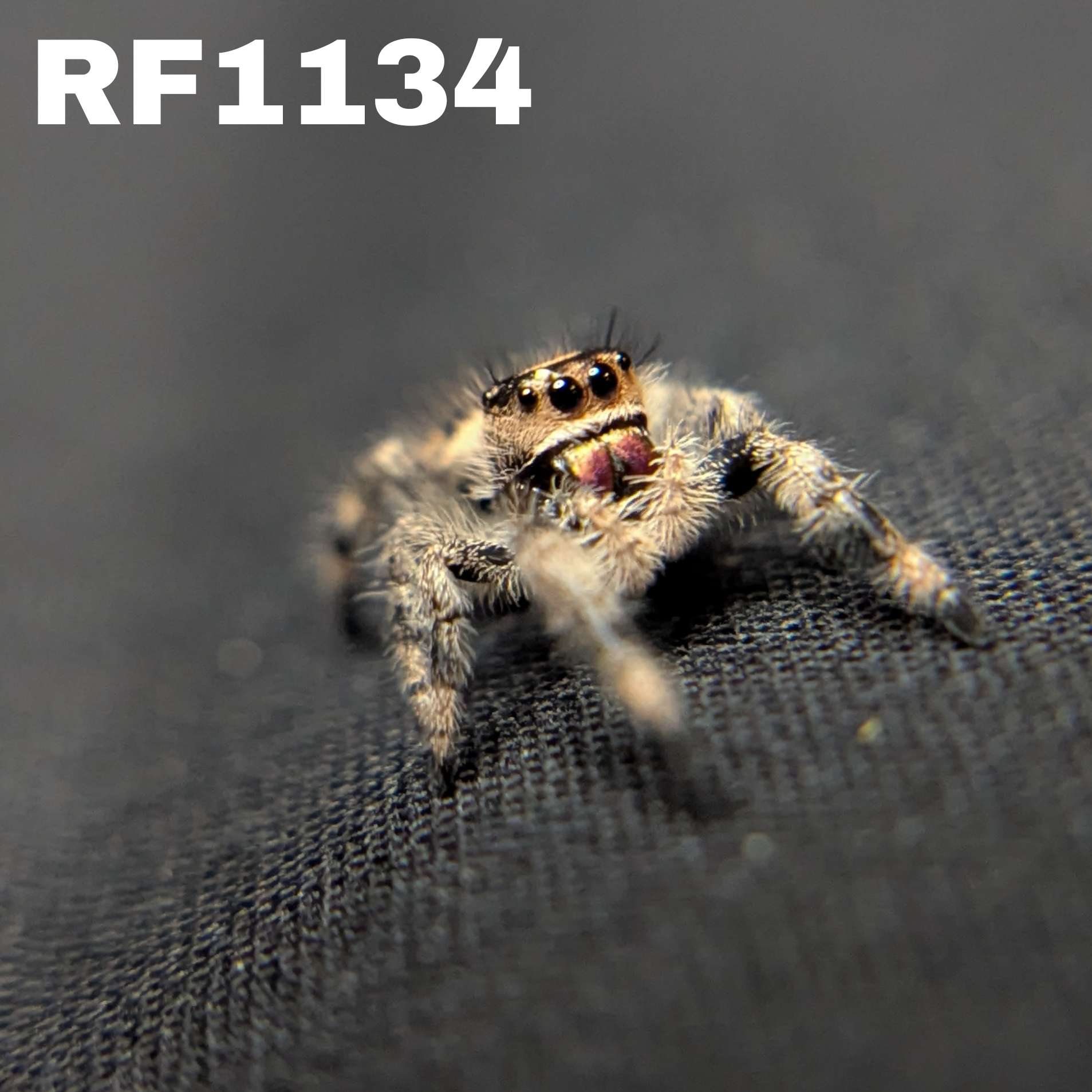 Regal Jumping Spider "Lily"