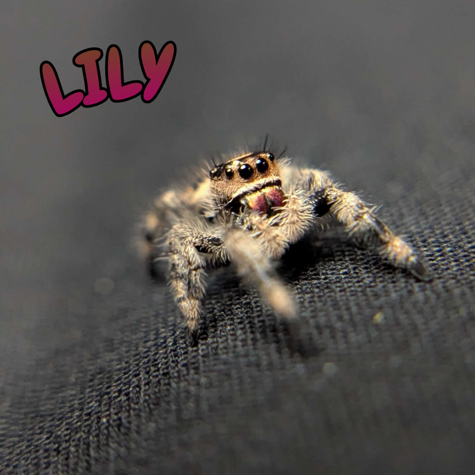 Regal Jumping Spider "Lily"