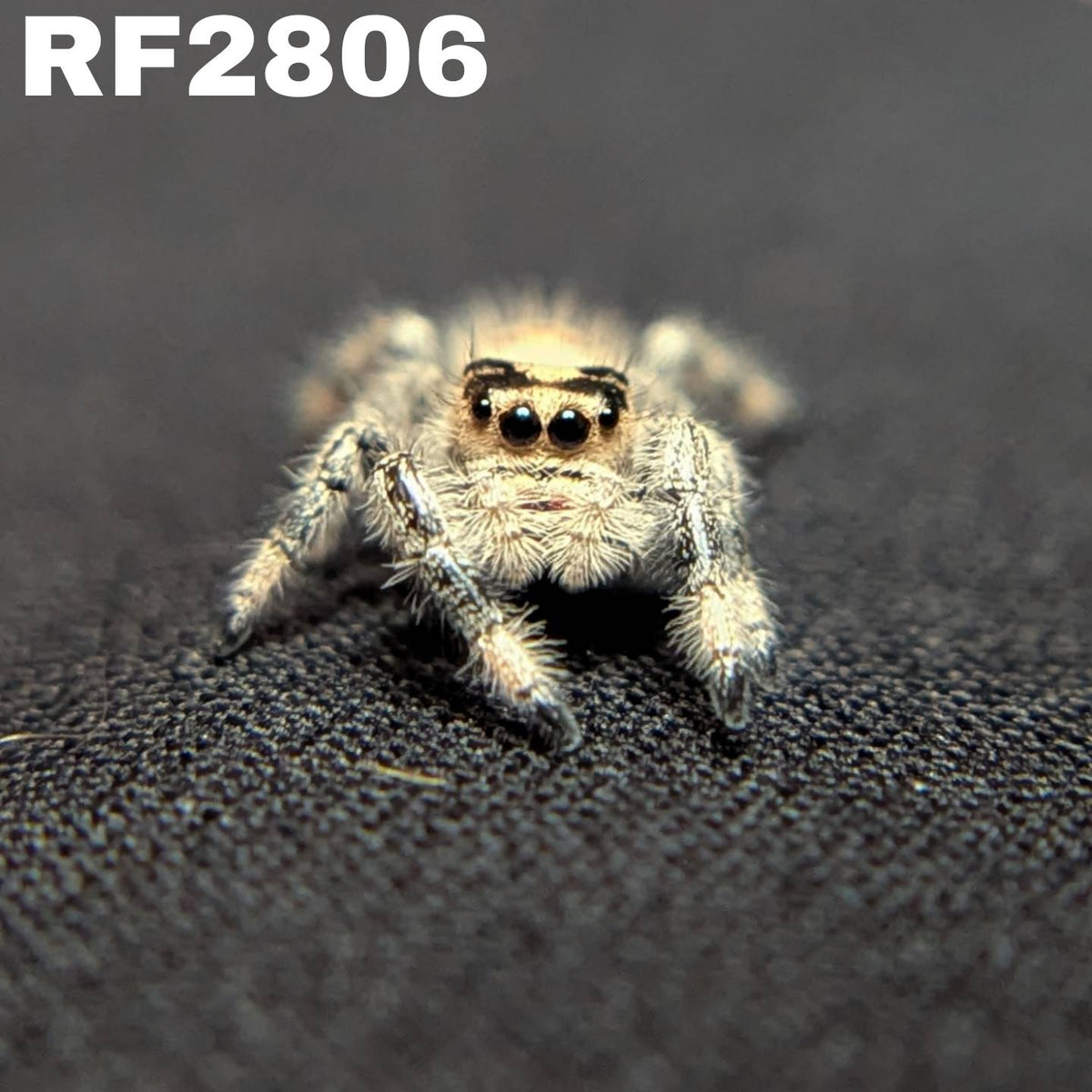 Regal Jumping Spider "Cream"