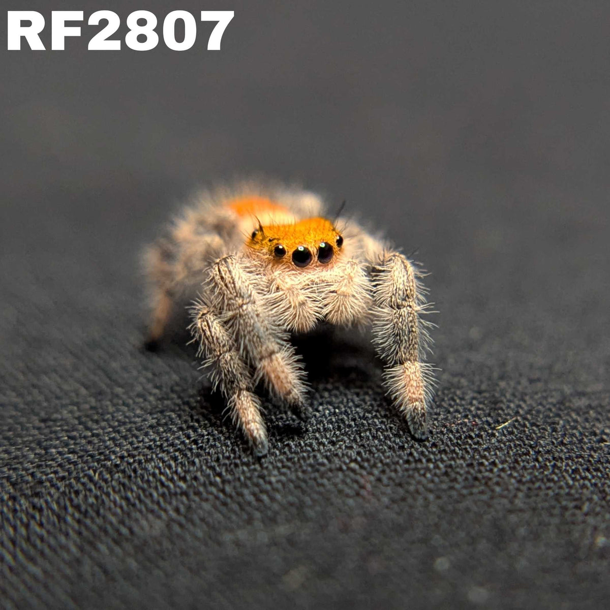 Regal Jumping Spider "Wine"