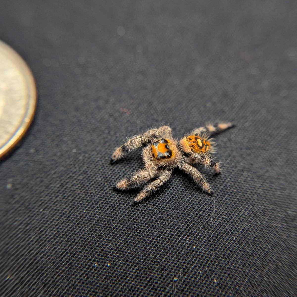 Regal Jumping Spider "Maple"