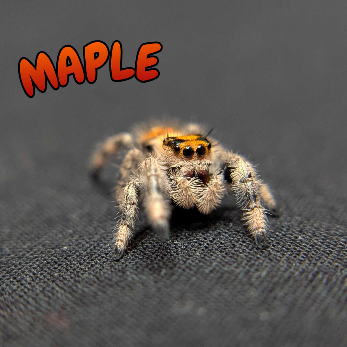 Regal Jumping Spider "Maple"