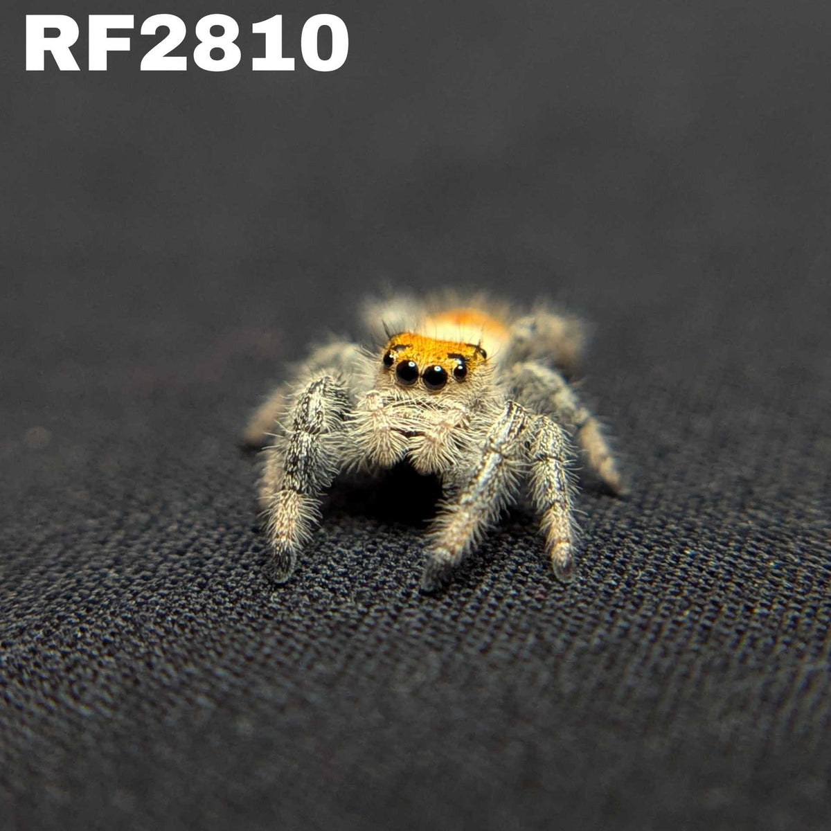 Regal Jumping Spider "Pixie"