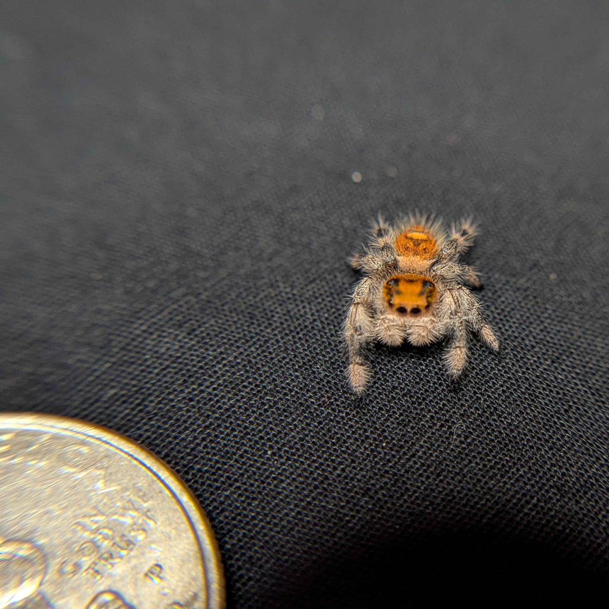 Regal Jumping Spider "Berry"