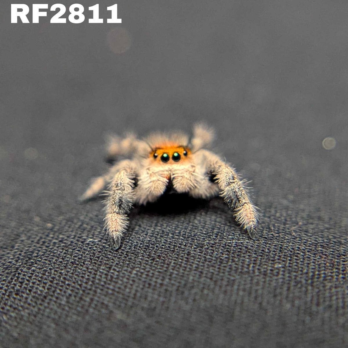 Regal Jumping Spider "Berry"