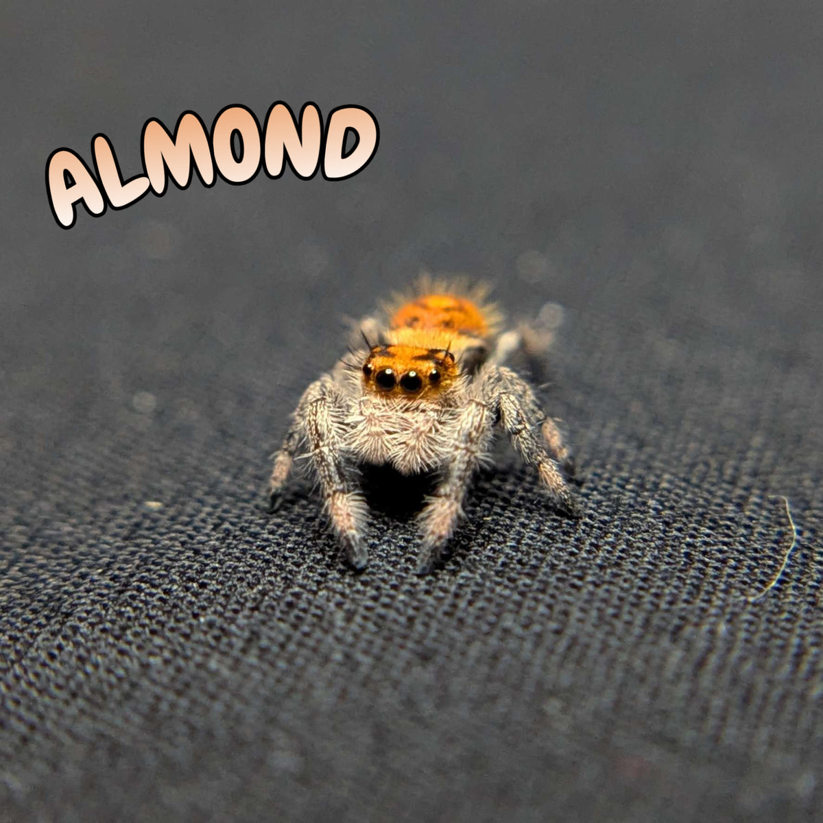 Regal Jumping Spider "Almond"
