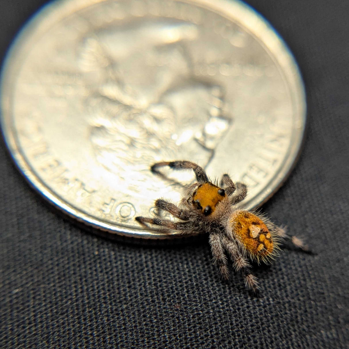Regal Jumping Spider "Sloane"