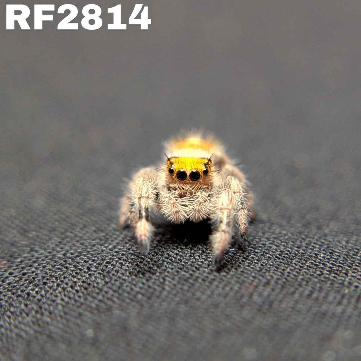 Regal Jumping Spider "Sloane"