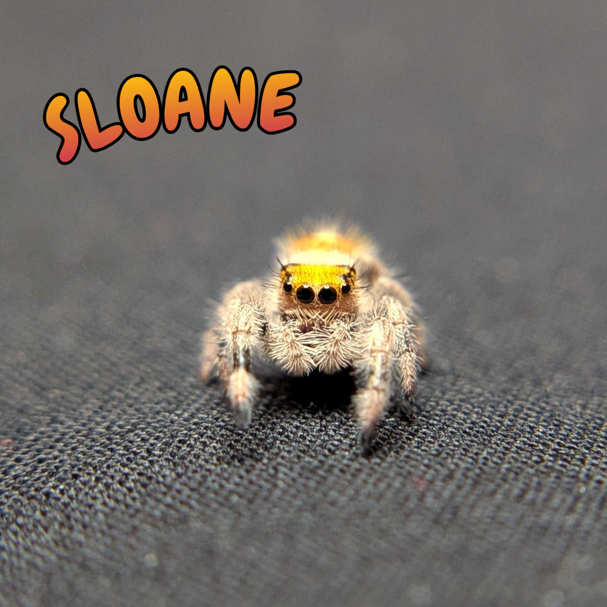 Regal Jumping Spider "Sloane"