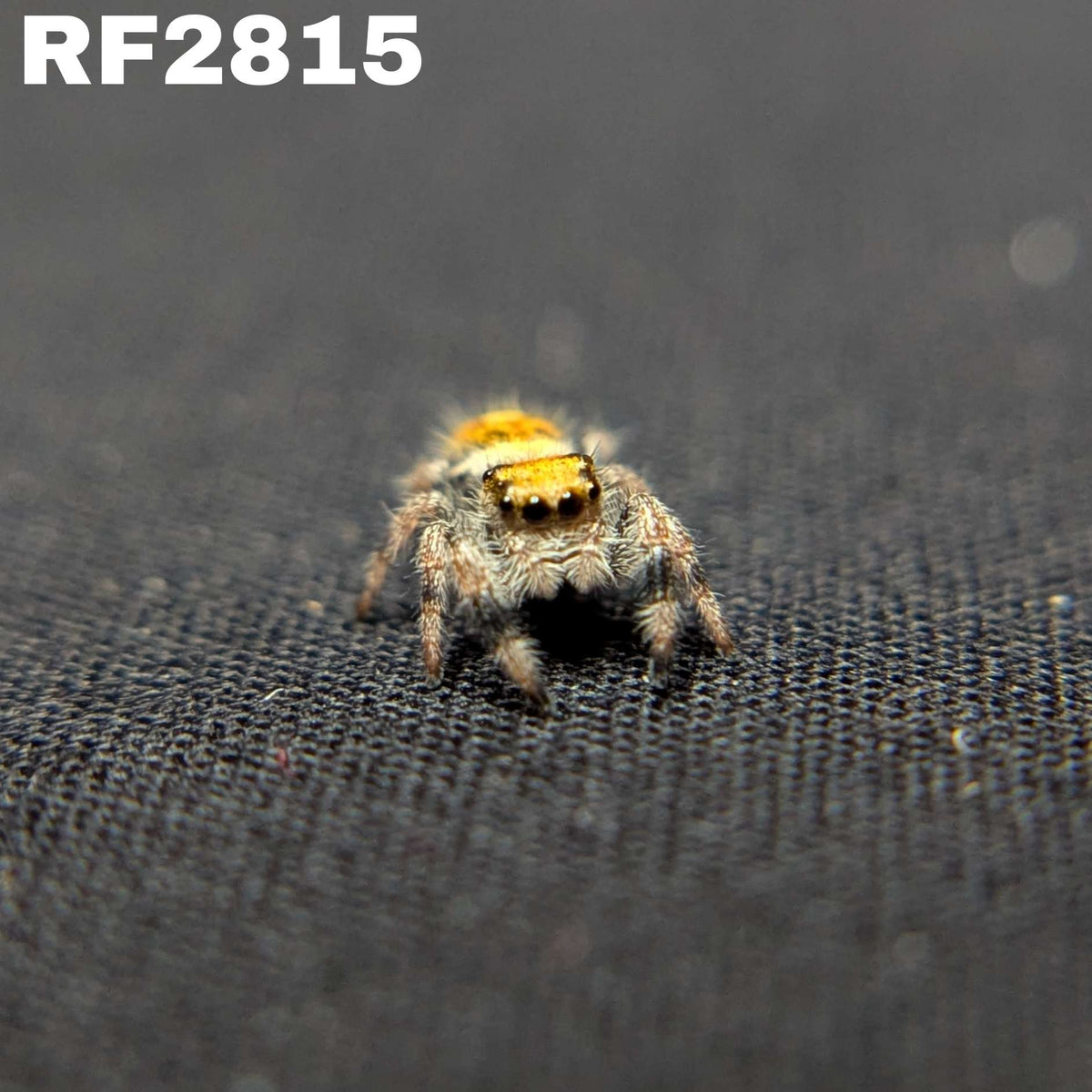 Regal Jumping Spider "Sunflower"