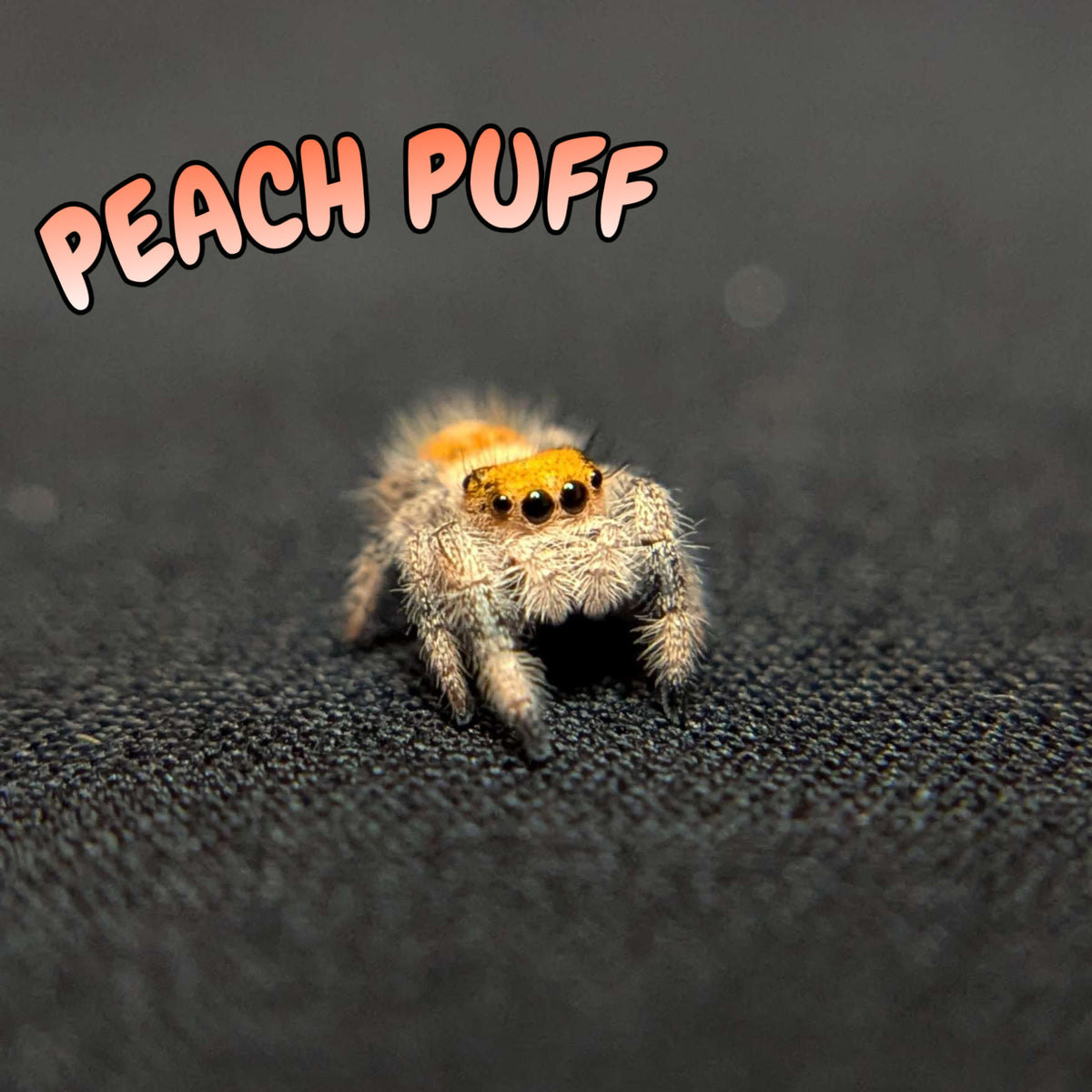 Regal Jumping Spider "Peach Puff”