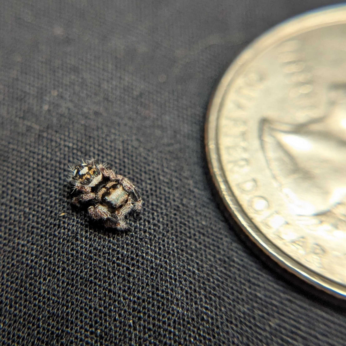 Regal Jumping Spider "Gothic"
