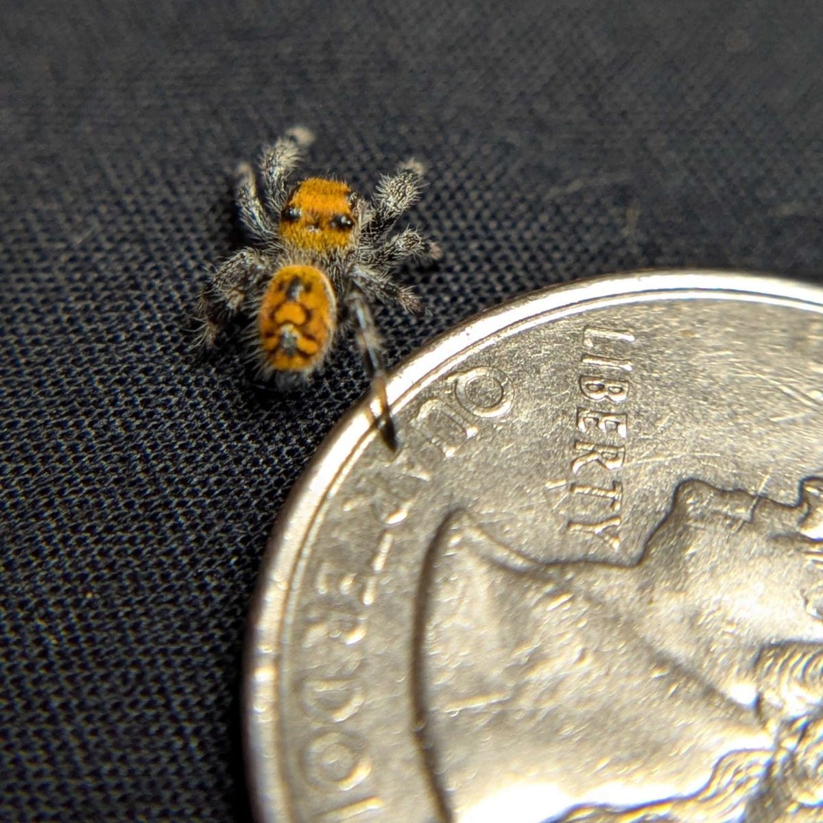 Regal Jumping Spider “Pyra”
