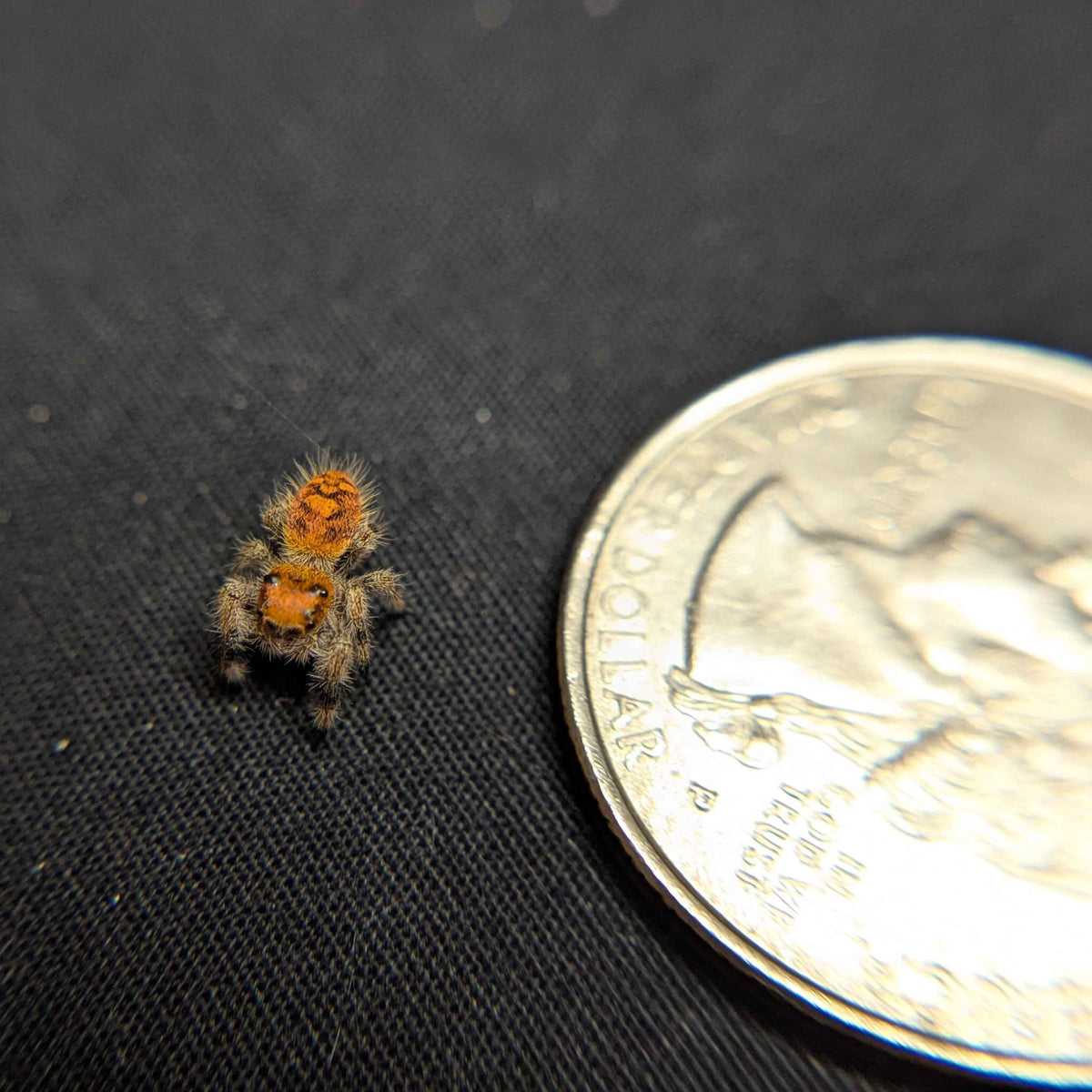 Regal Jumping Spider "Beth"