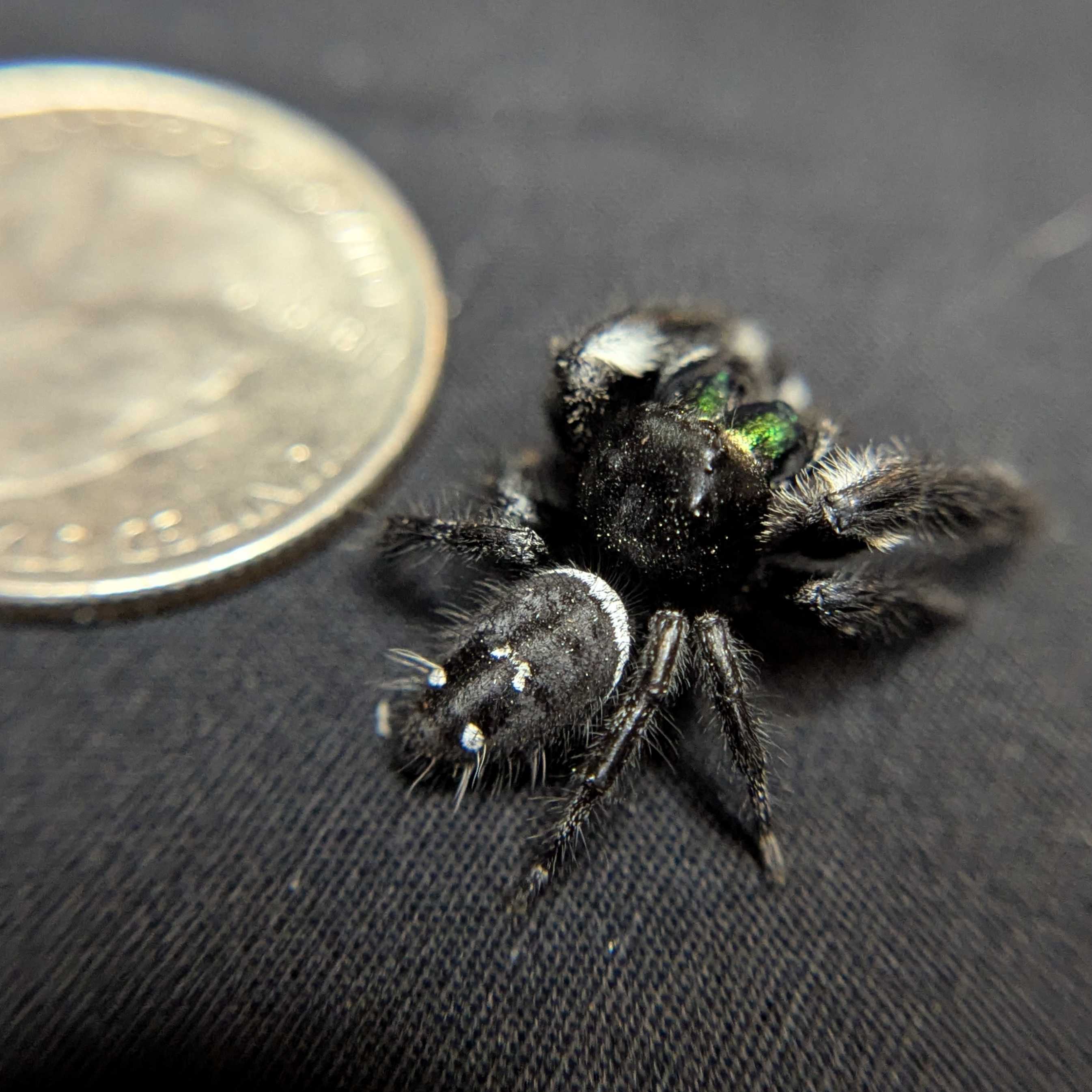 Regal Jumping Spider “Beetlejuice”