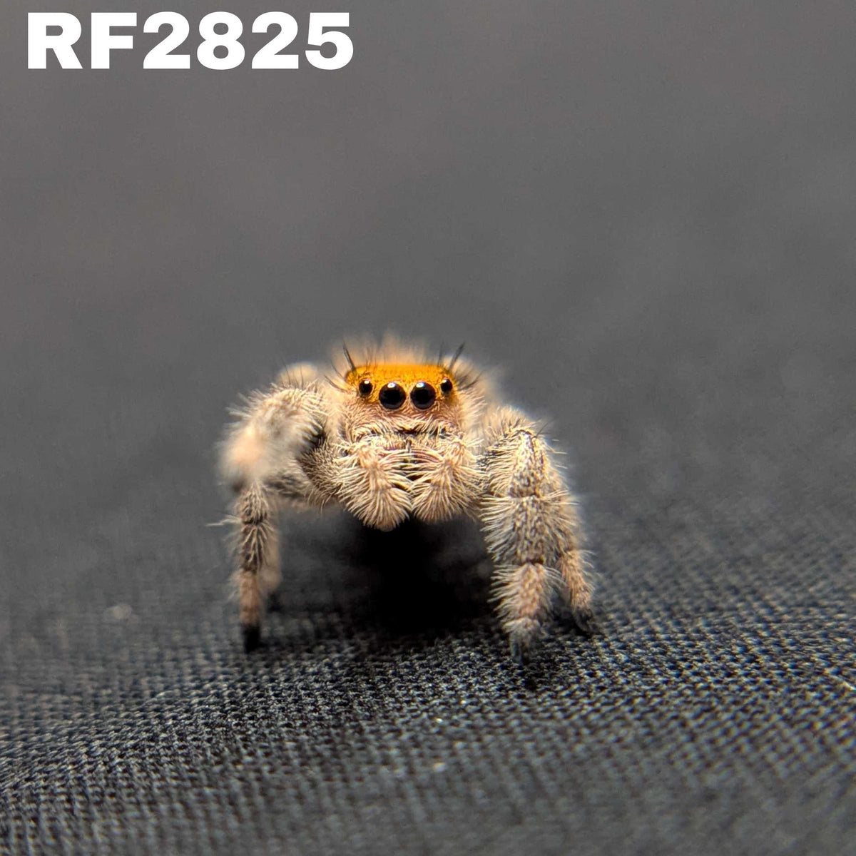 Regal Jumping Spider "Pinecone"