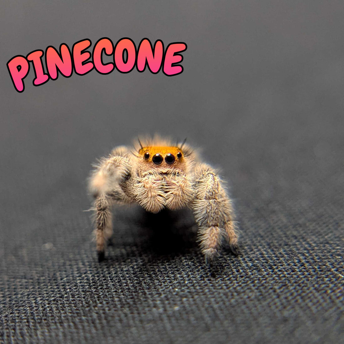 Regal Jumping Spider "Pinecone"