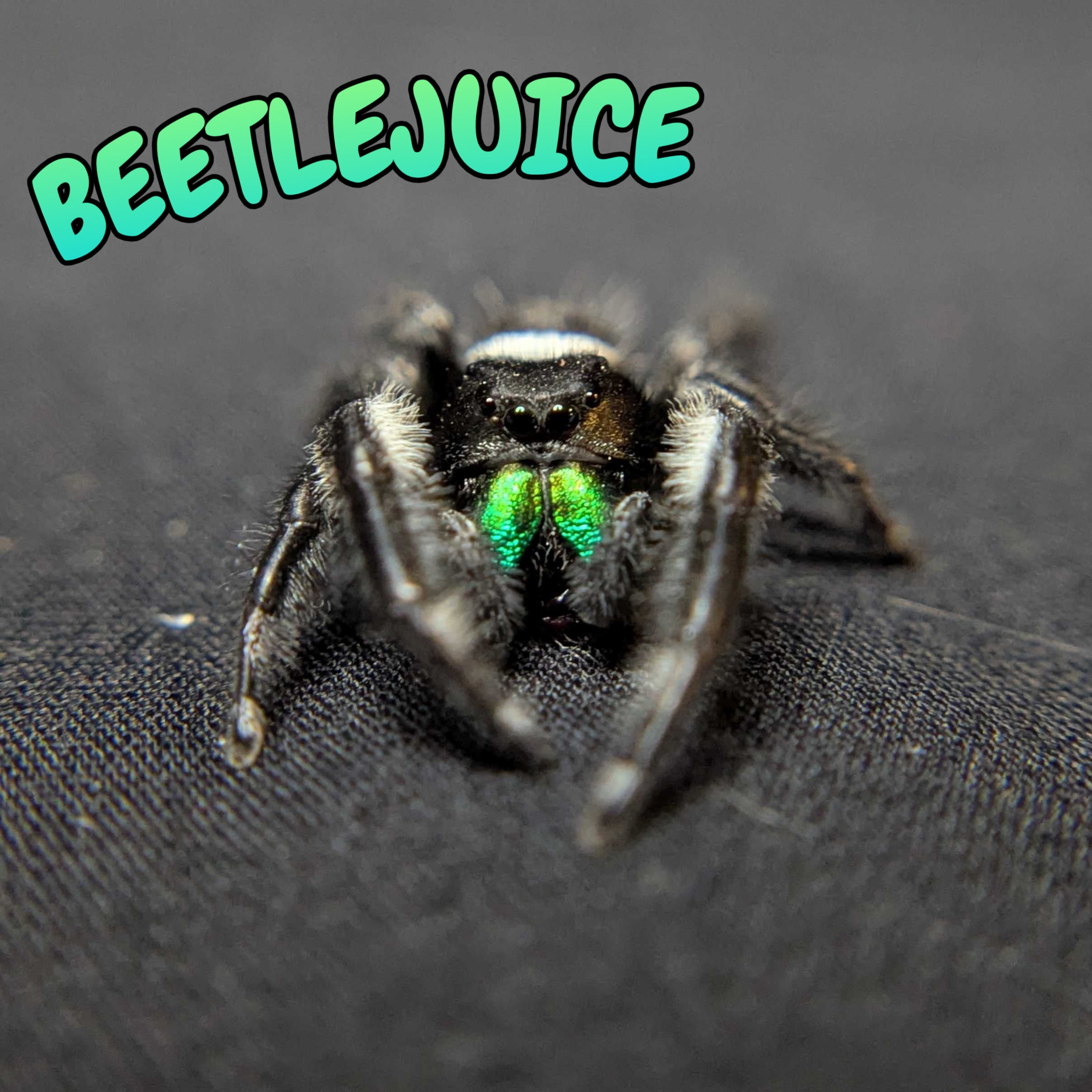 Regal Jumping Spider “Beetlejuice”