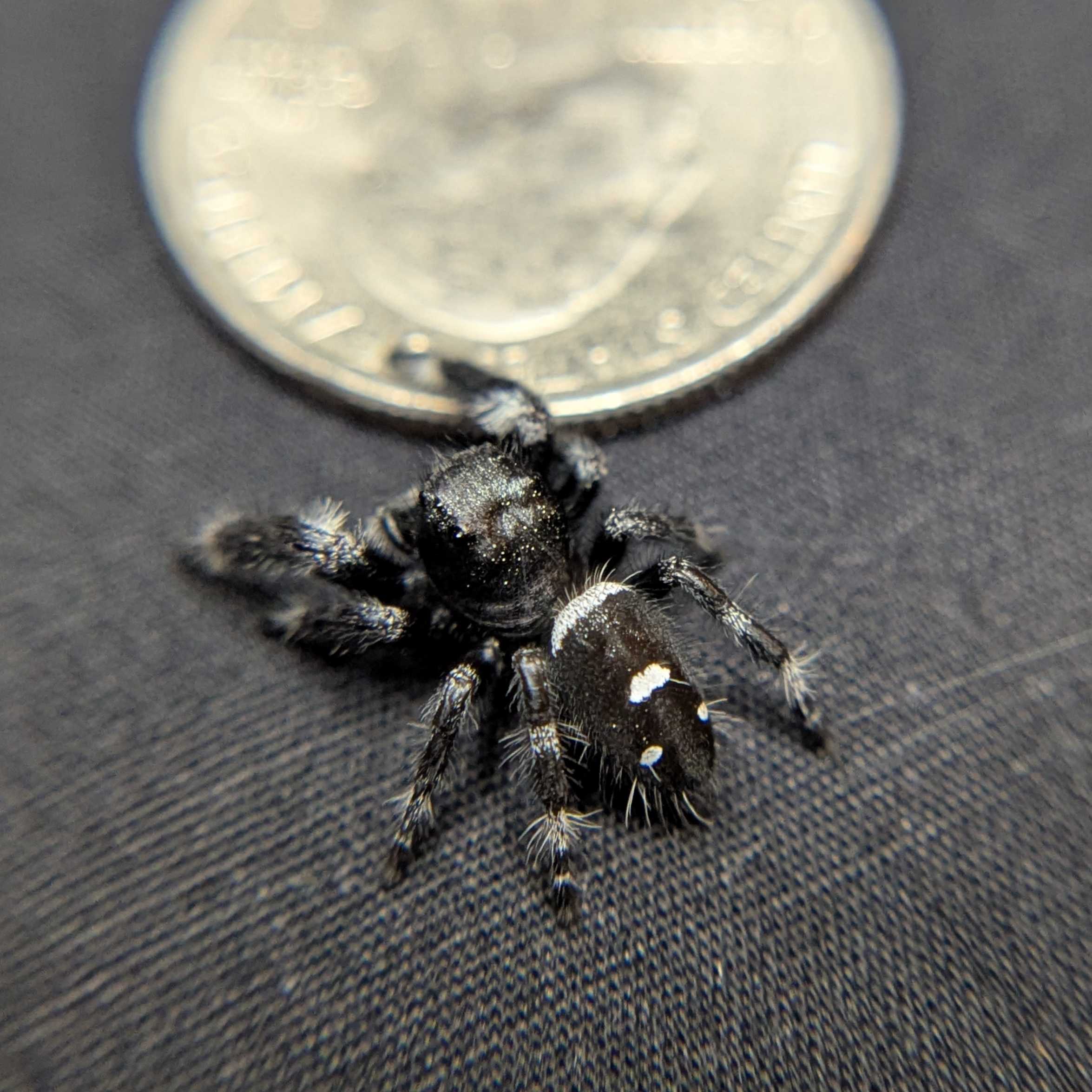 Regal Jumping Spider “Thorne”