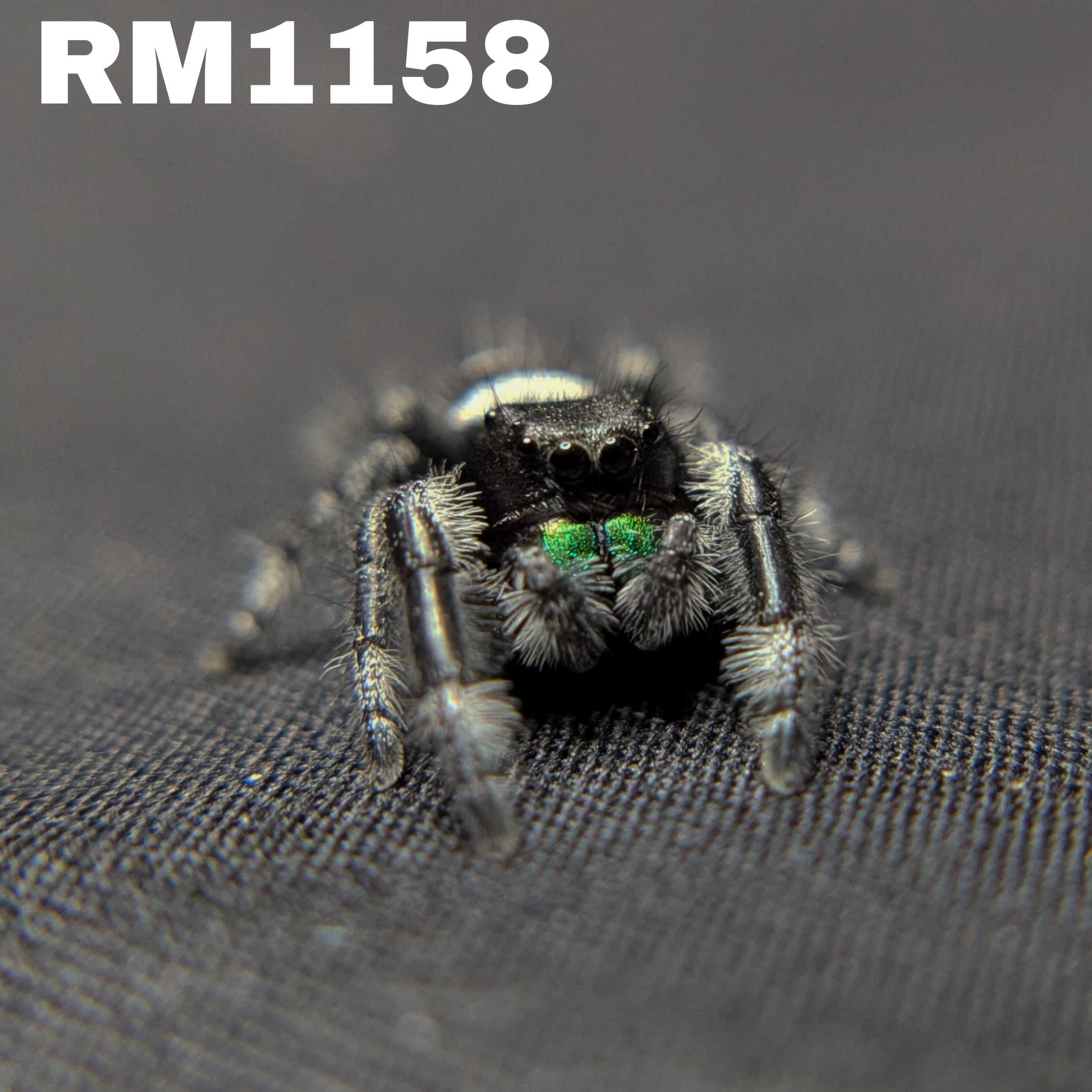 Regal Jumping Spider “Thorne”